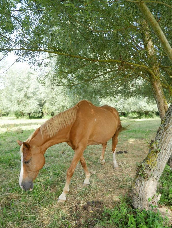 Gite Du Vieux Saule 1 Gite Avec Spa Privatif Pour 2 Personnes 1 Suite Familiale Sans Spa Vieil-Hesdin المظهر الخارجي الصورة